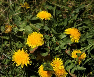 dandelion flower