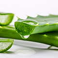 Aloe Vera Aloe Vera