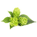 Hops Extract Hops Extract