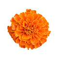 Souci officinal (fleur de souci)