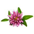 Extrait de la fleur de trèfle Extrait de la fleur de trèfle