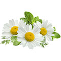 Camomille