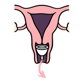 menstrual-cup-icon-4