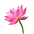 Extrait de lotus Extrait de lotus