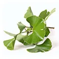 Gingko Biloba