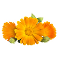 Calendula Officinalis Calendula Officinalis