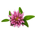 fleur de trèfle fleur de trèfle