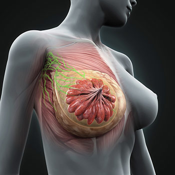 Morphologie d'un sein de femme - Comment se développent les seins ? - ShytoBuy France